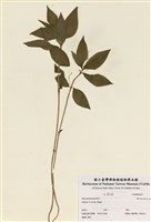 藏品(多年生山靛)的圖片